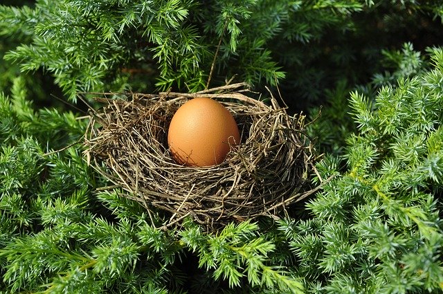 What You Should do When Birds Nest in Your Trees