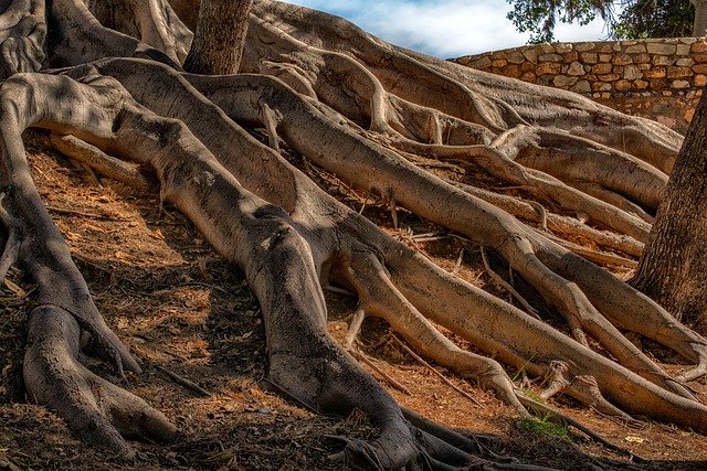 The Most Common Questions Asked About Tree Roots