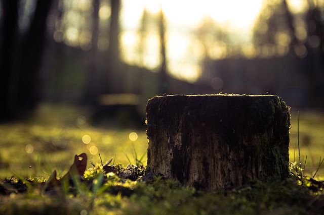 How to Deal with an Annoying Tree Stump
