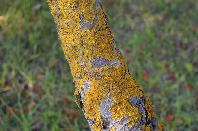 How to Deal with Tree Mold the Right Way