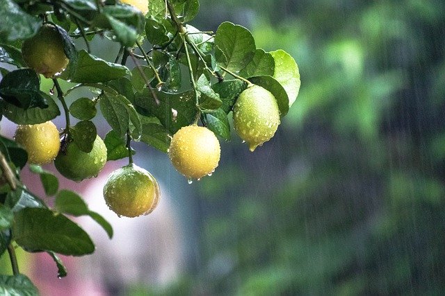 How Does Rain Affect Your Trees?