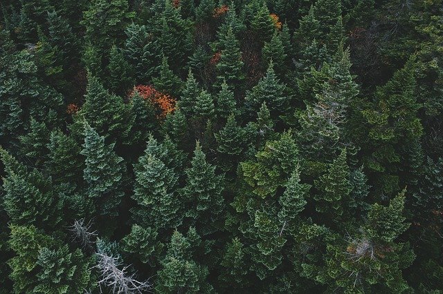 Why Your Property’s Evergreen Trees Are Dying