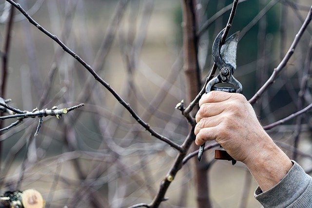 Why Tree Removal is Required for Landscaping