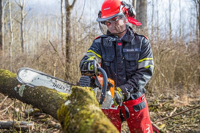 certified-arborist