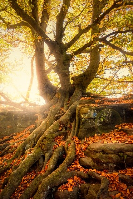 How to Deal with Exposed Tree Roots