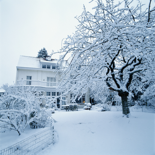 How to Take Care of Your Trees During the Winter					