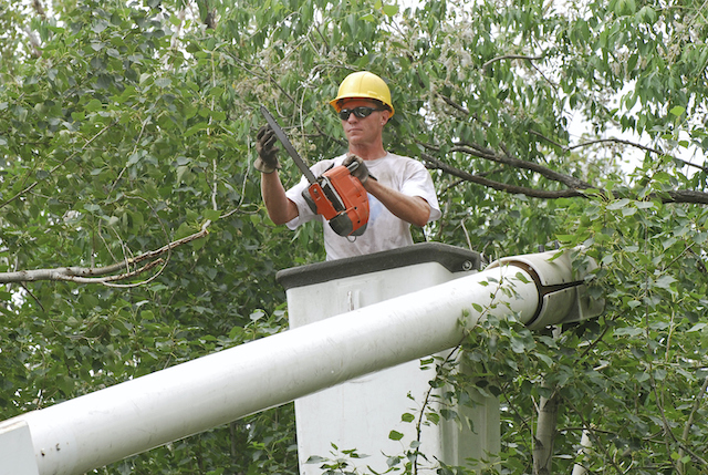 How to Handle a Falling Tree Branch