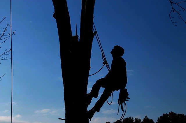 Prevalent Tree Pruning Mistakes to Avoid