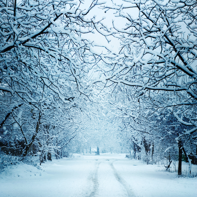 How to Properly Remove a Tree During the Winter