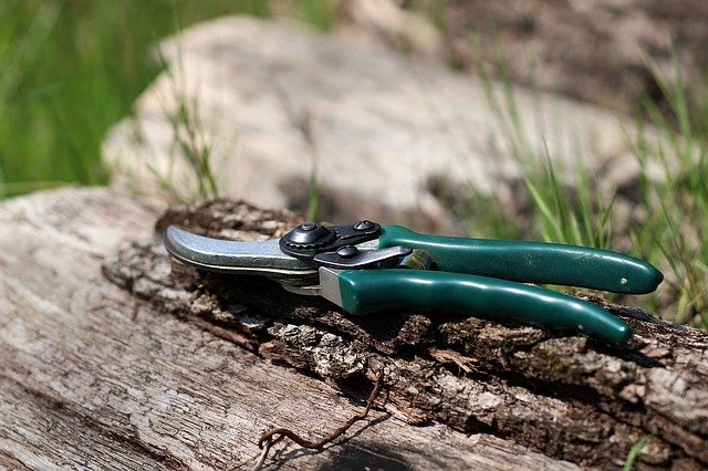 Essential Pruning Tips to Keep in Mind