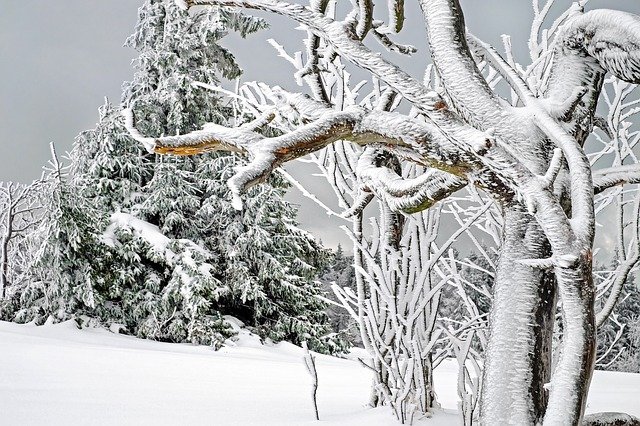 How to Care for Young Trees During the Winter