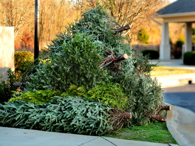 How to Get Rid of Your Family Christmas Tree