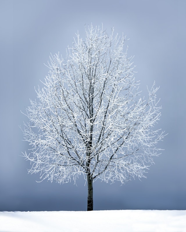 How Do My Trees Survive Throughout the Winter?