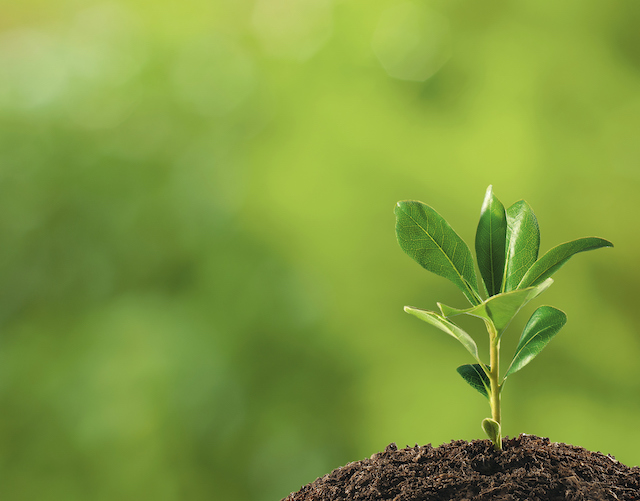 How to Care for New Saplings in the Cold Weather