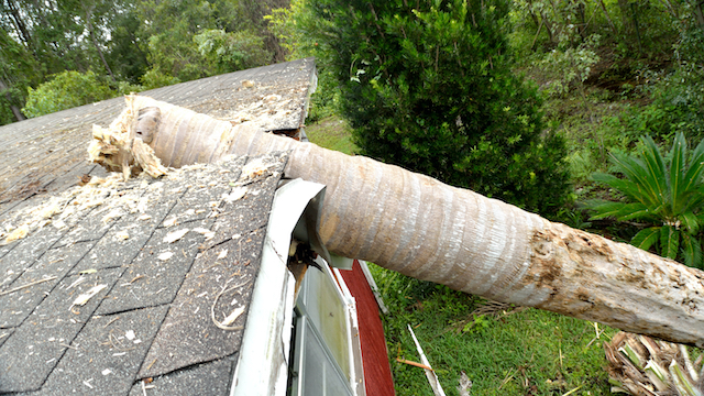 How to Tell if Your Tree is Too Close to Your House
