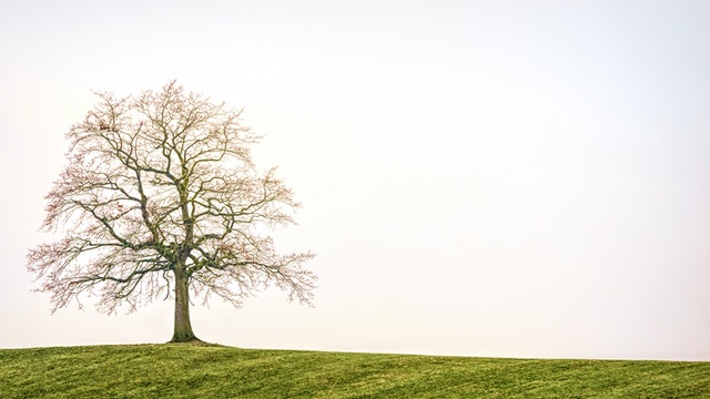 Early Tree Preparation Tips for the Spring