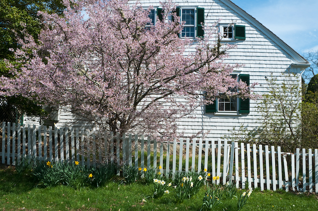 Essential Spring Tree Care Tasks for You to Consider