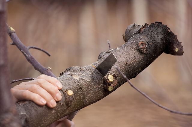 Key Questions to Ask Your Tree Specialist