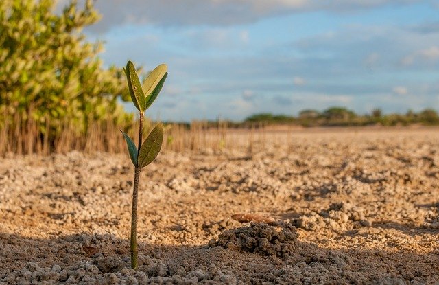 How to Pick the Right Spot for Planting a Tree
