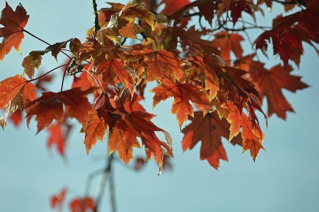 What is Making My Tree’s Leaves Turn Brown?