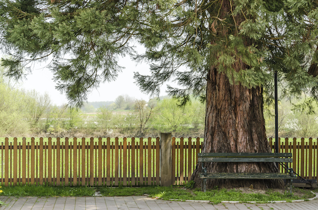 Are Bumps on Your Trunks and Branches Bad for Your Trees?