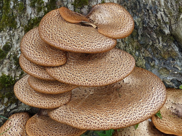 Are Fungal Conks Dangerous to My Trees?