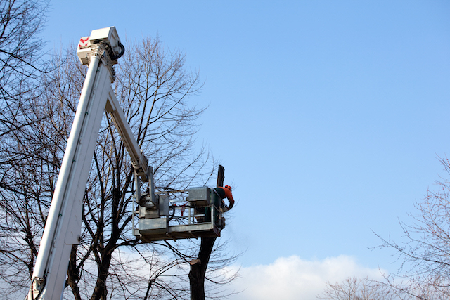 When Do I Need a Tree Crane?