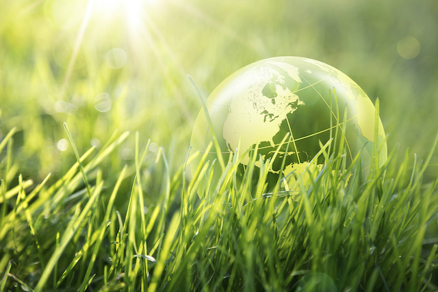 How Does Pollution Negatively Affect Your Trees?