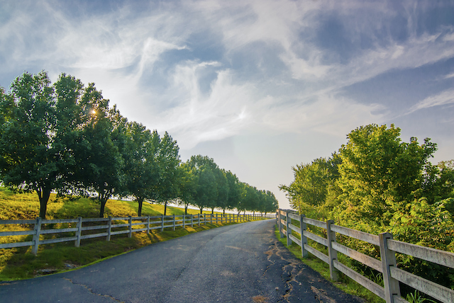 Prevalent Tree Myths Debunked