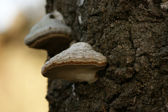 What to Do if You Notice Tree Mold