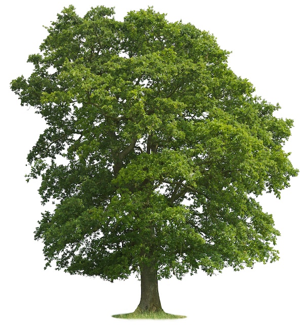 The Best Types of Trees to Plant for Shade