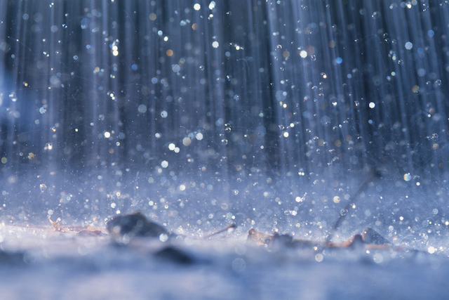 Is It Possible for Rain to Hurt Your Trees?