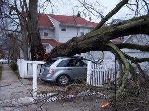 How to Tell if Your Tree is Stressed