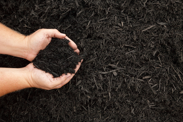 What Are Some Ways to Mulch a Tree?