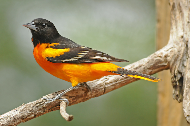 What Do You Do if a Bird Nests in Your Tree?