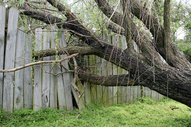 Invasive Tree Species to Keep an Eye Out for in Maryland