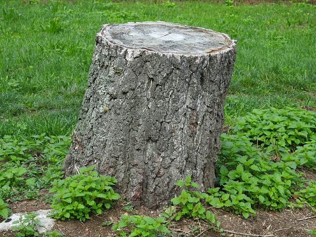 Reasons Why Your Property Might Require Stump Grinding Services