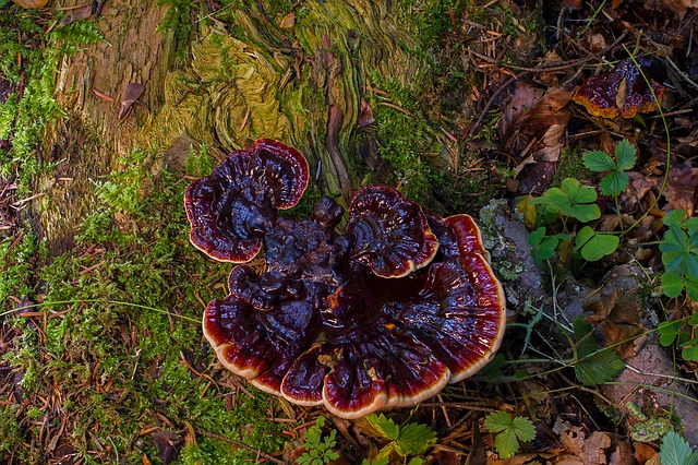 How to Deal with Black Fungus on Your Trees