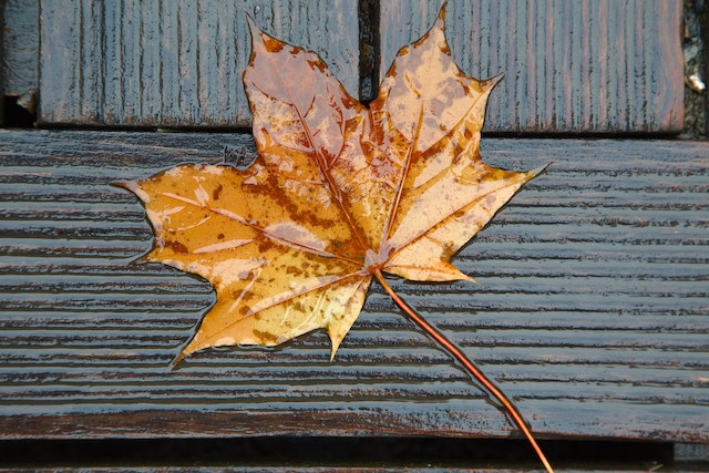 When to Be Worried About Brown Leaves on Your Trees