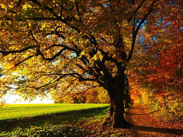 How to Look After Your Trees This Fall