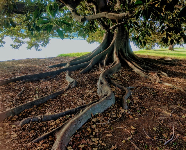 3 Prevalent Questions About Tree Roots