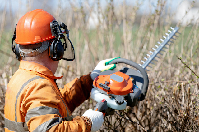 Which Type of Arborist Will I Need?