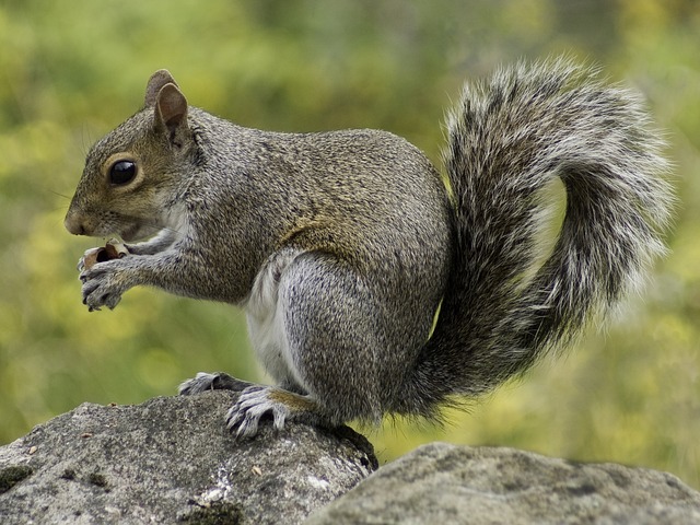 How to Keep Critters Off Your Property’s Trees