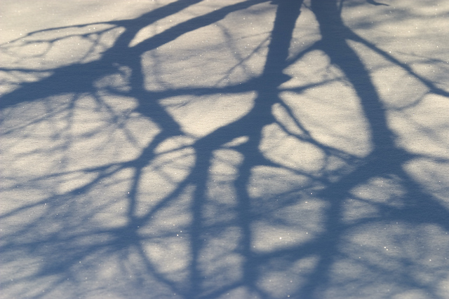 Reasons for Tree Pruning This Winter