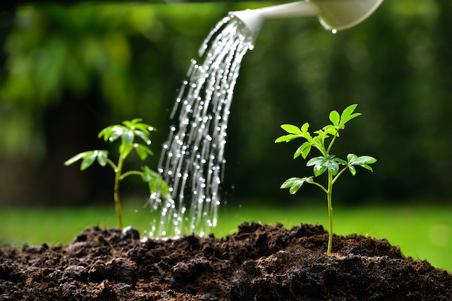 The Best Winter Tree Watering Tips