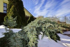 Attractive Trees to Add to Your Winter Landscape