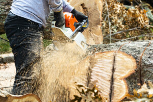 Why You May Need Stump Grinding Services on Your Property