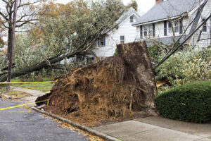 What to Do With Uprooted Trees