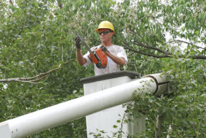 When You Will Need a Tree Crane for Your Landscape