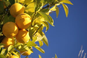 A Handy Guide for Fruit Tree Planting on Your Property